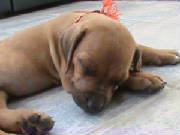 OrangePetGirlSleeping.JPG